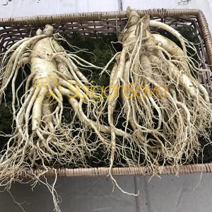 Nhân sâm tươi Hàn Quốc loại 2 củ / 1kg