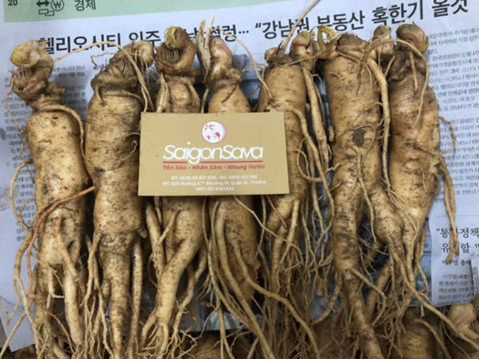 Nhân sâm tươi Hàn Quốc loại 7 củ 1kg đang được bán tại SaigonSava