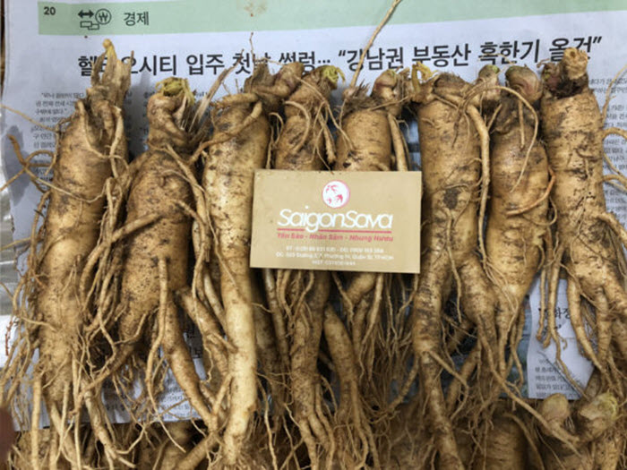 Nhân sâm tươi Hàn Quốc loại 8 củ 1kg đang được bán tại SaigonSava